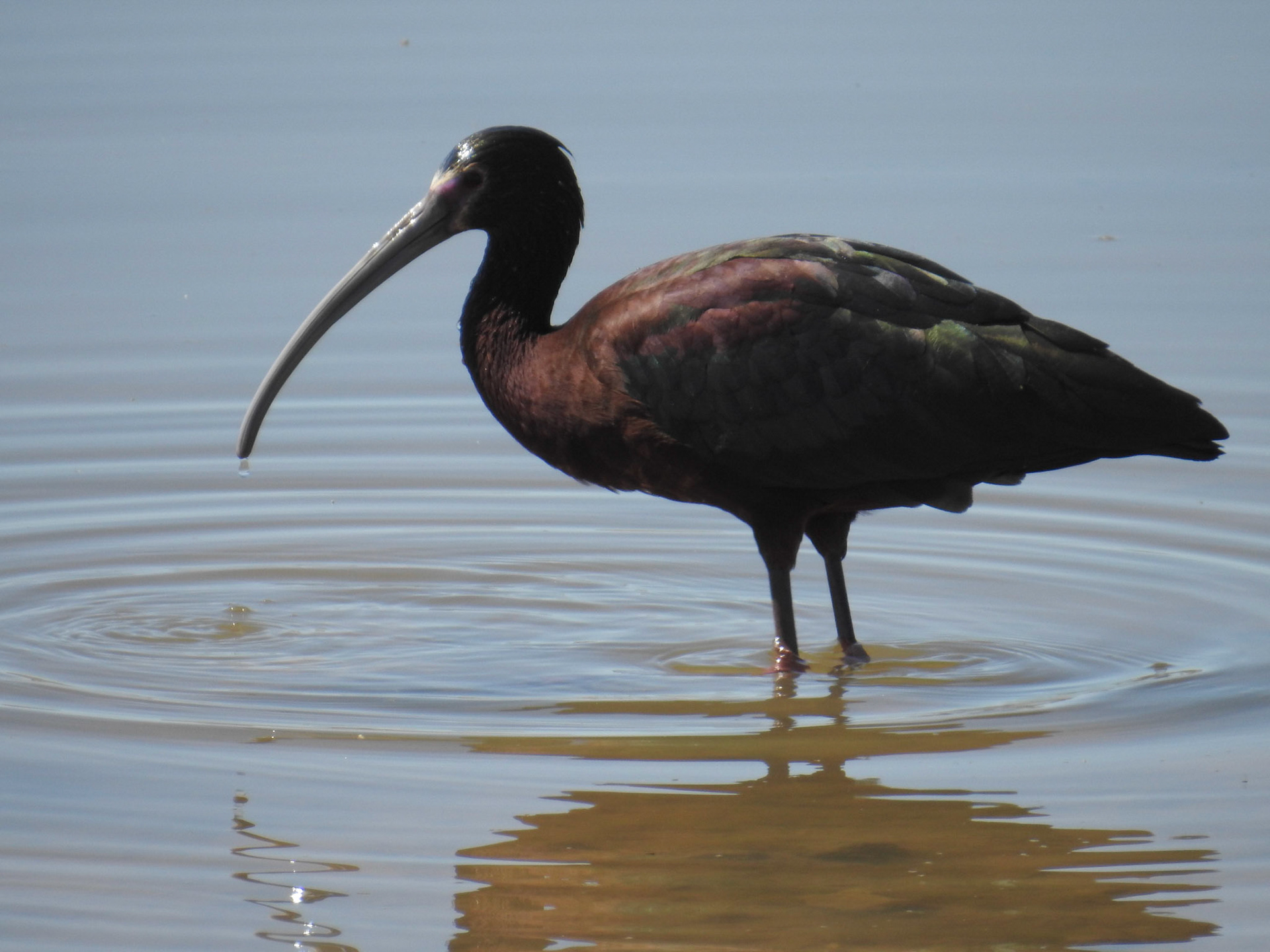 White Faced Ibis