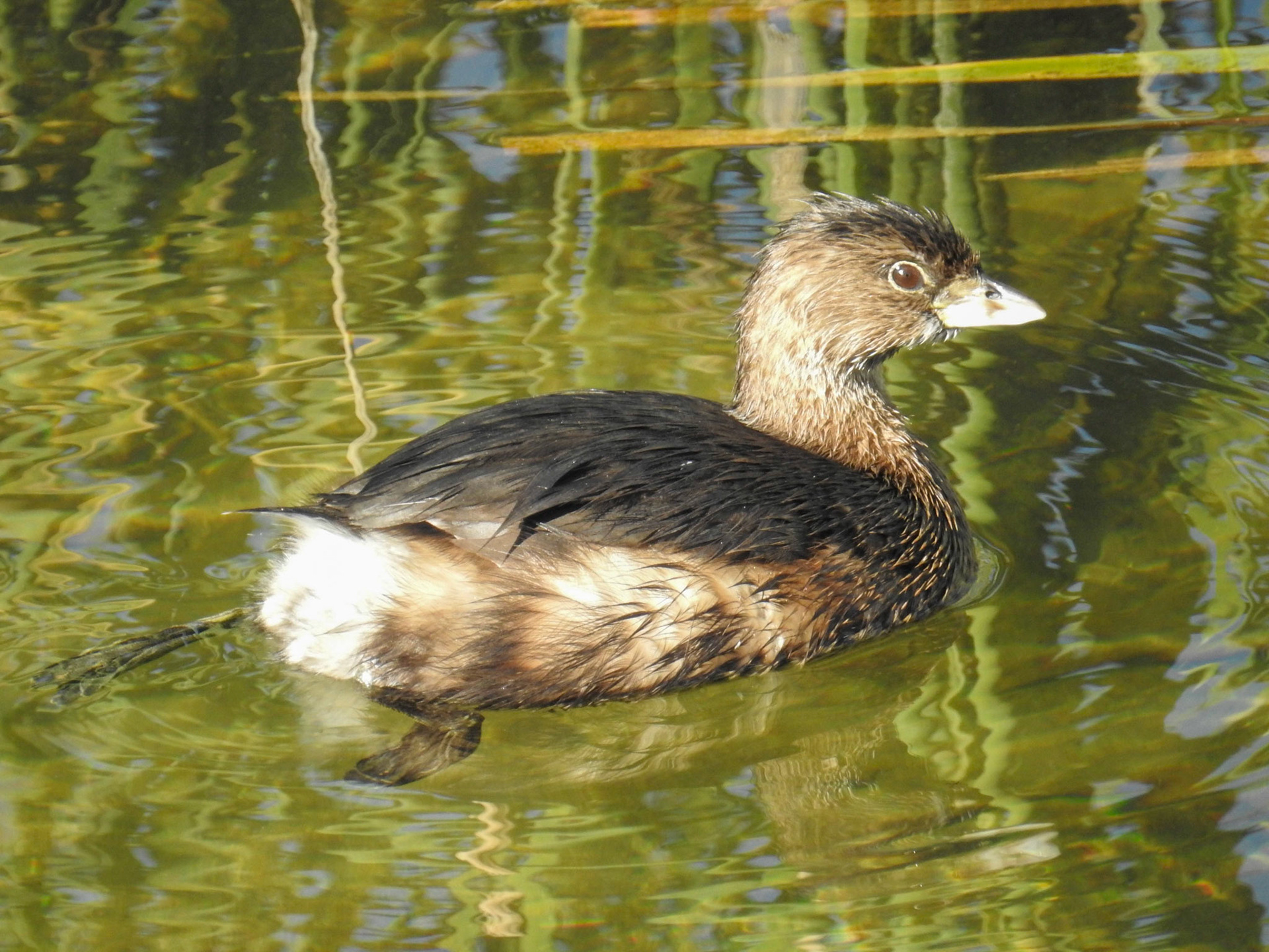 Pied-billed Grebe