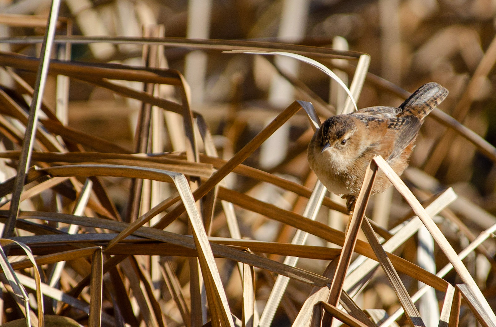 Marsh Wren