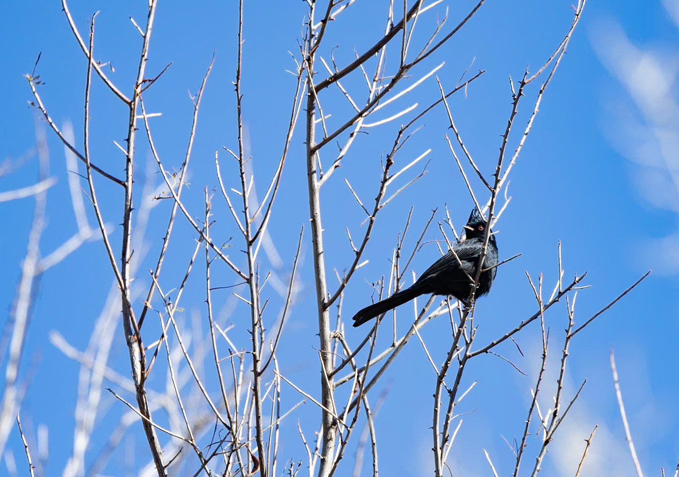 Phainopepla