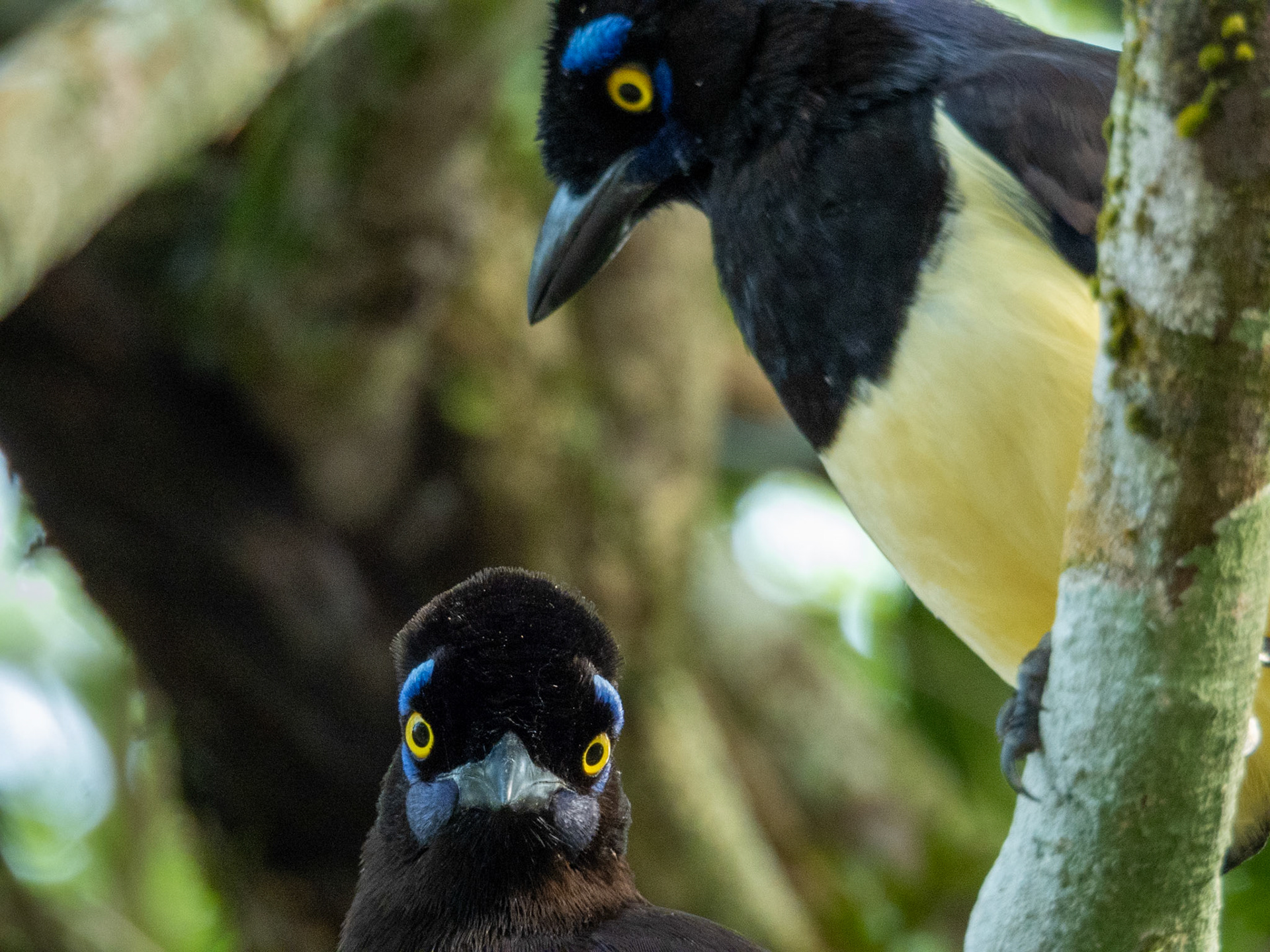 Plush-Crested Jay