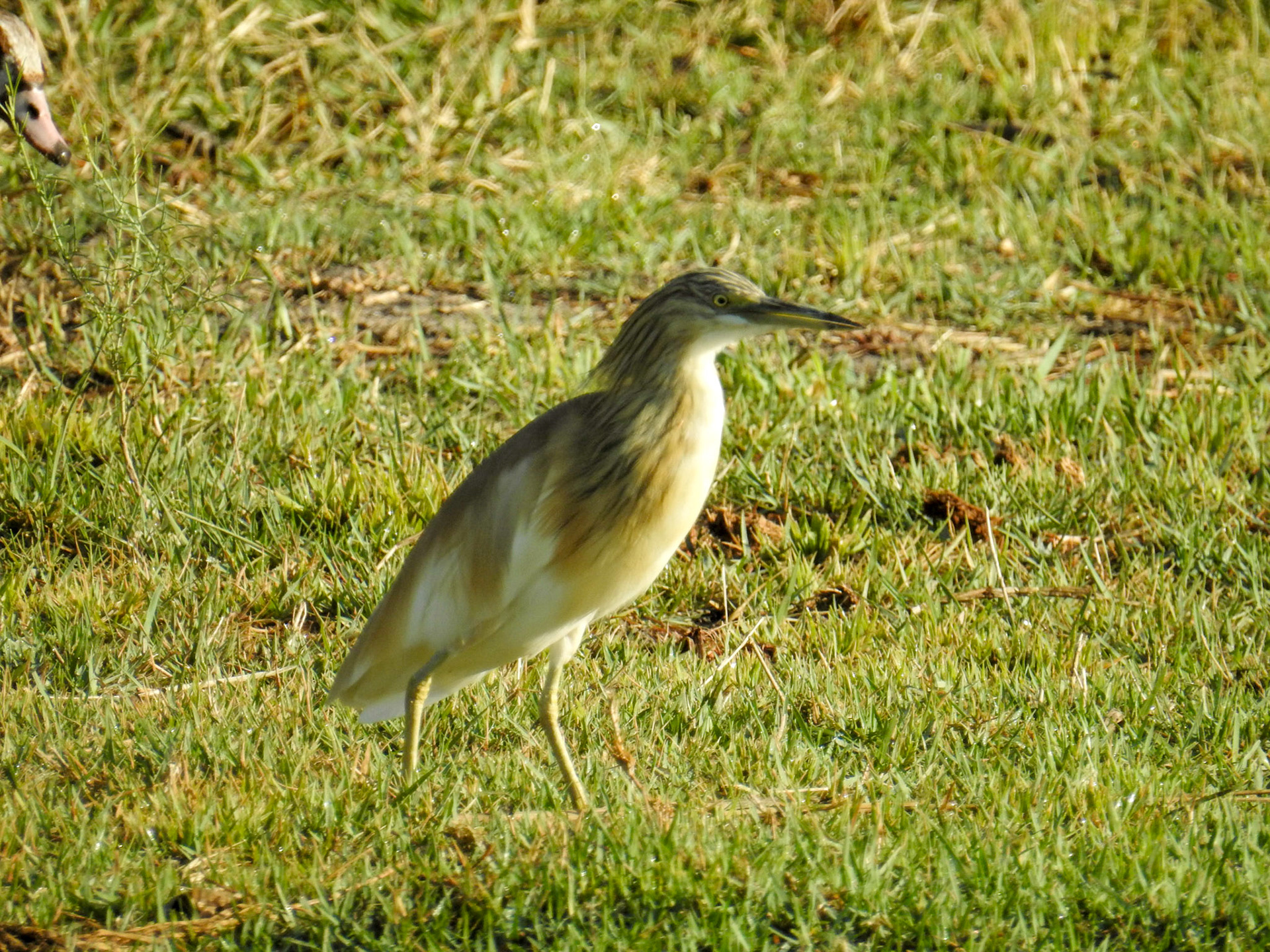 Squacco Heron