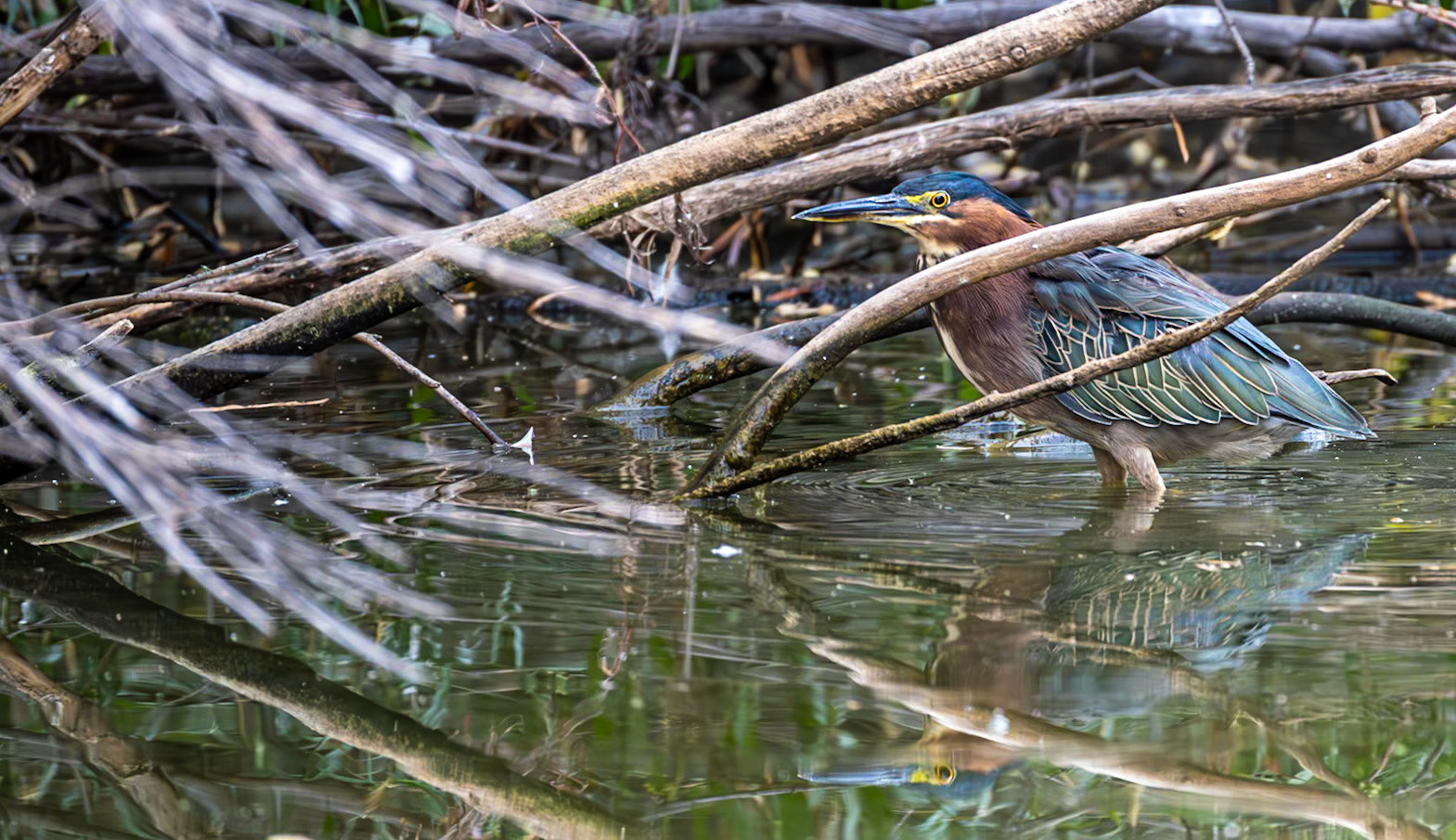 Green Heron