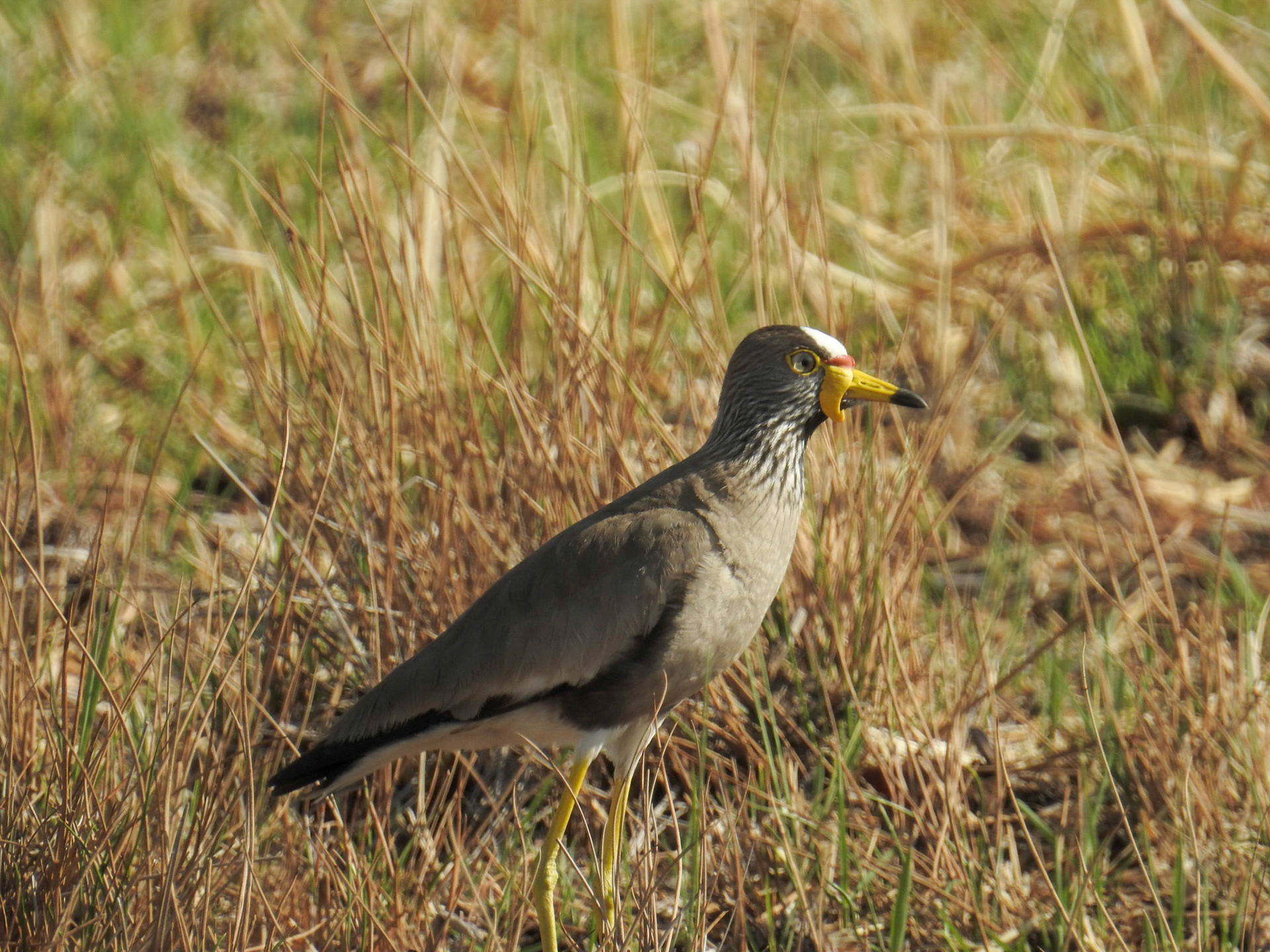 African Wattled Lapwing