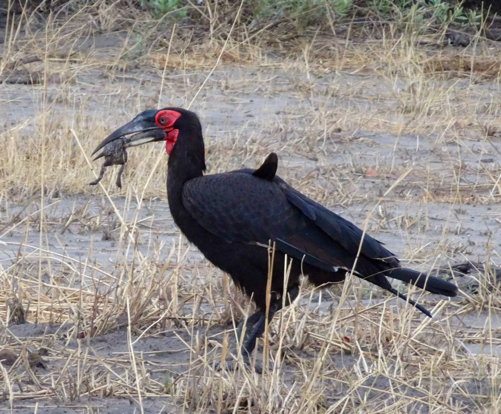 Southern  Ground-Hornbill