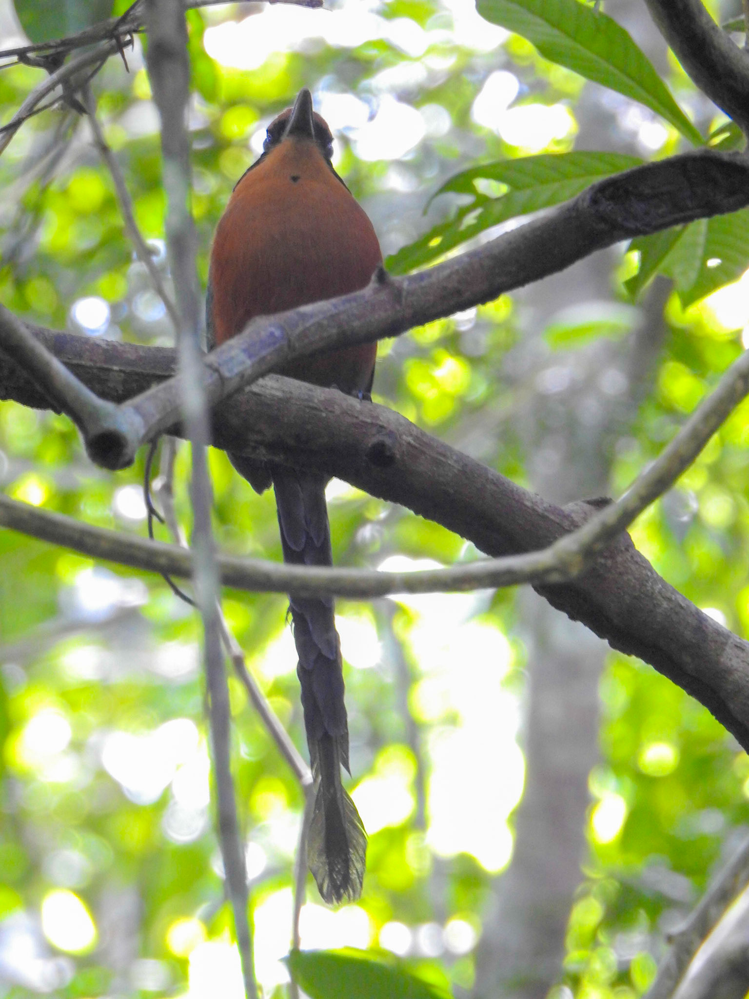 Rufous Motmot