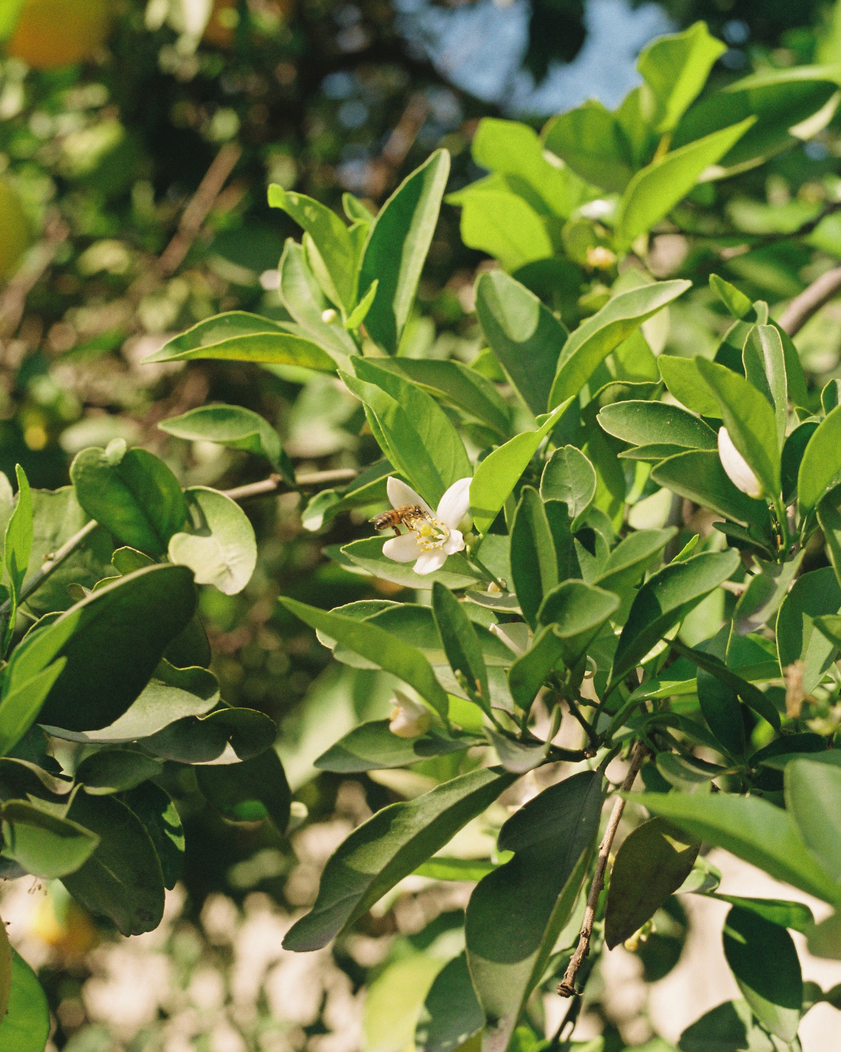 Concepción de una naranja
