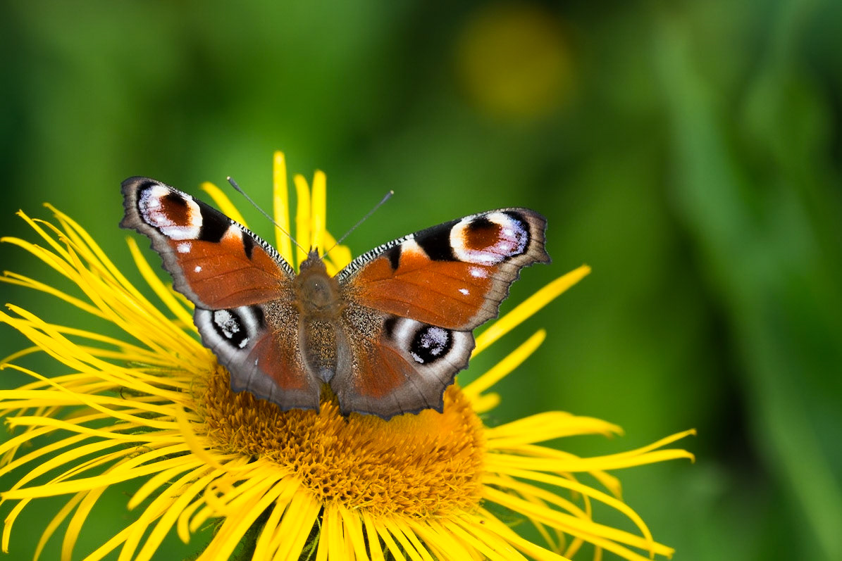 Tagpfauenauge (Aglais io)