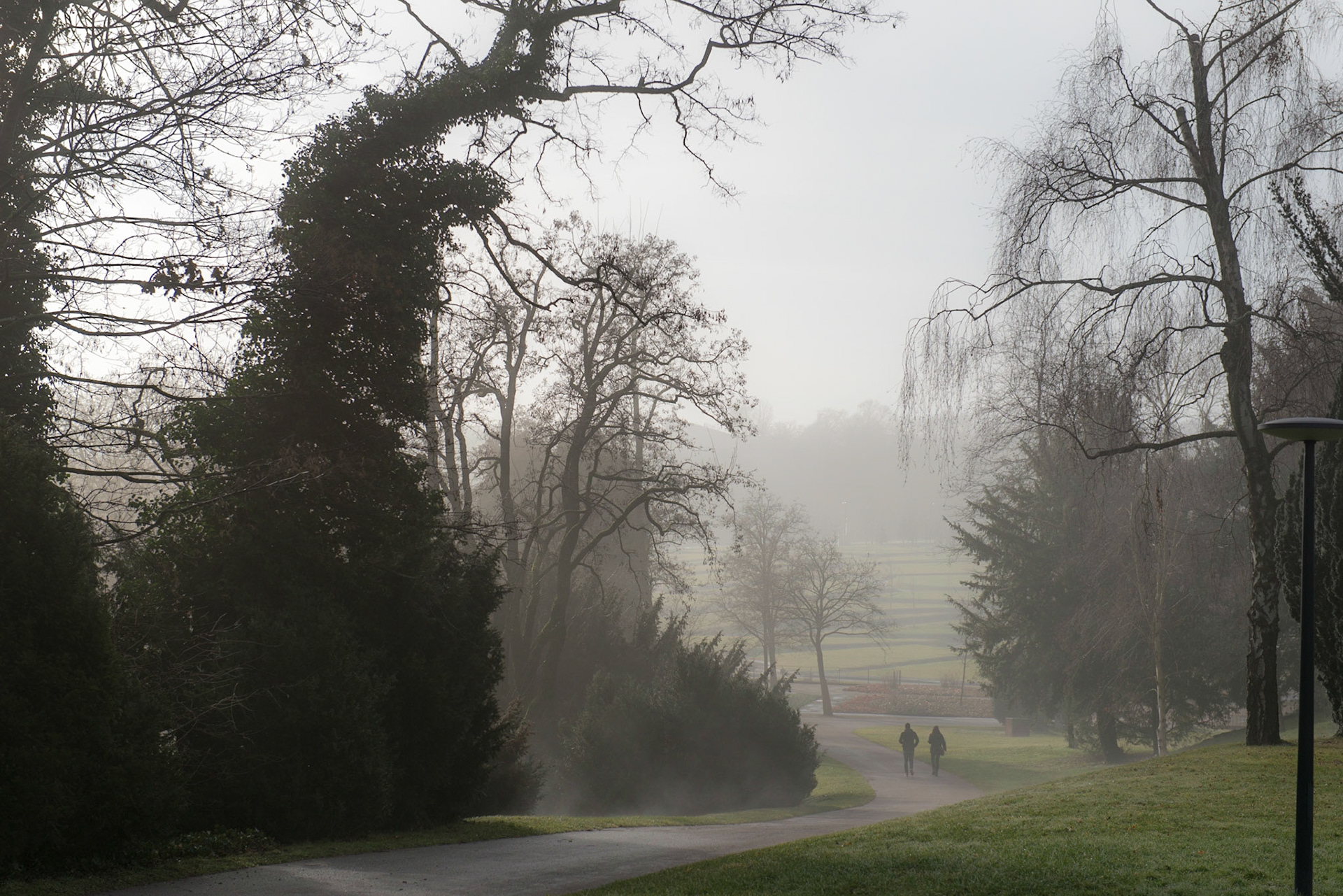 On a foggy morning at Killesberg park