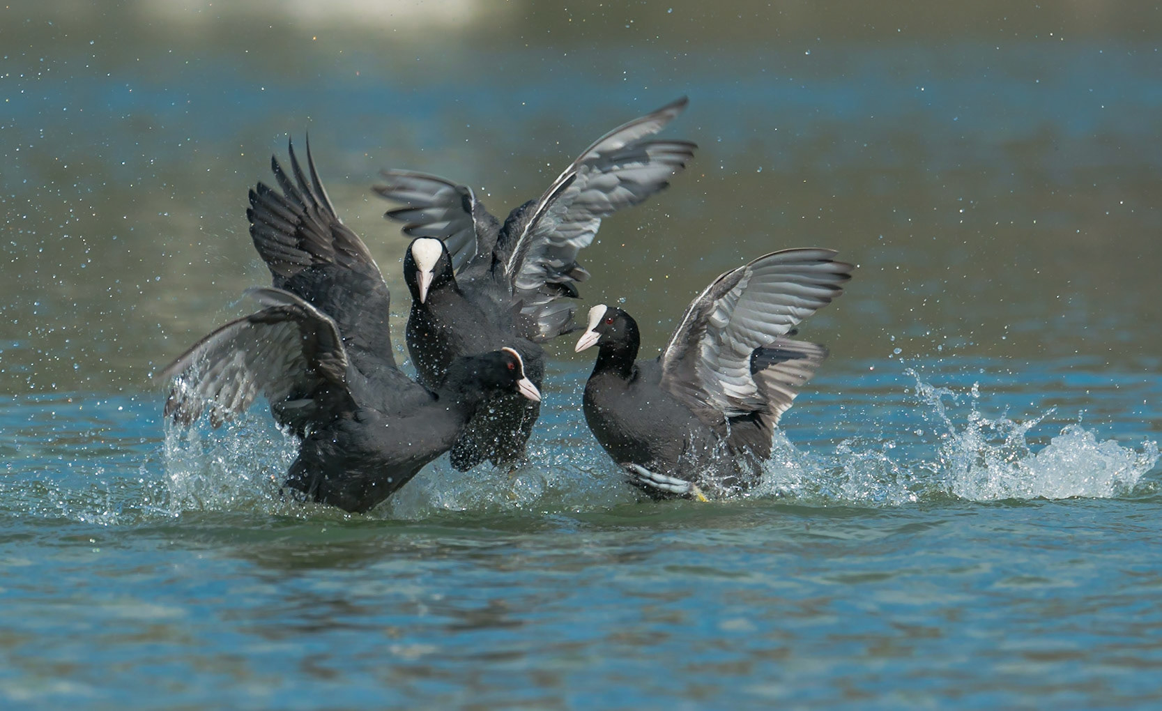 In ca. 20 Meter Entfernung zum Fotografen entwickelte sich ein erbitterter Kampf zwischen gleich drei Blässhühnern. Heftige Flügelschläge und Fußtritte waren dabei die Waffen der Wahl.