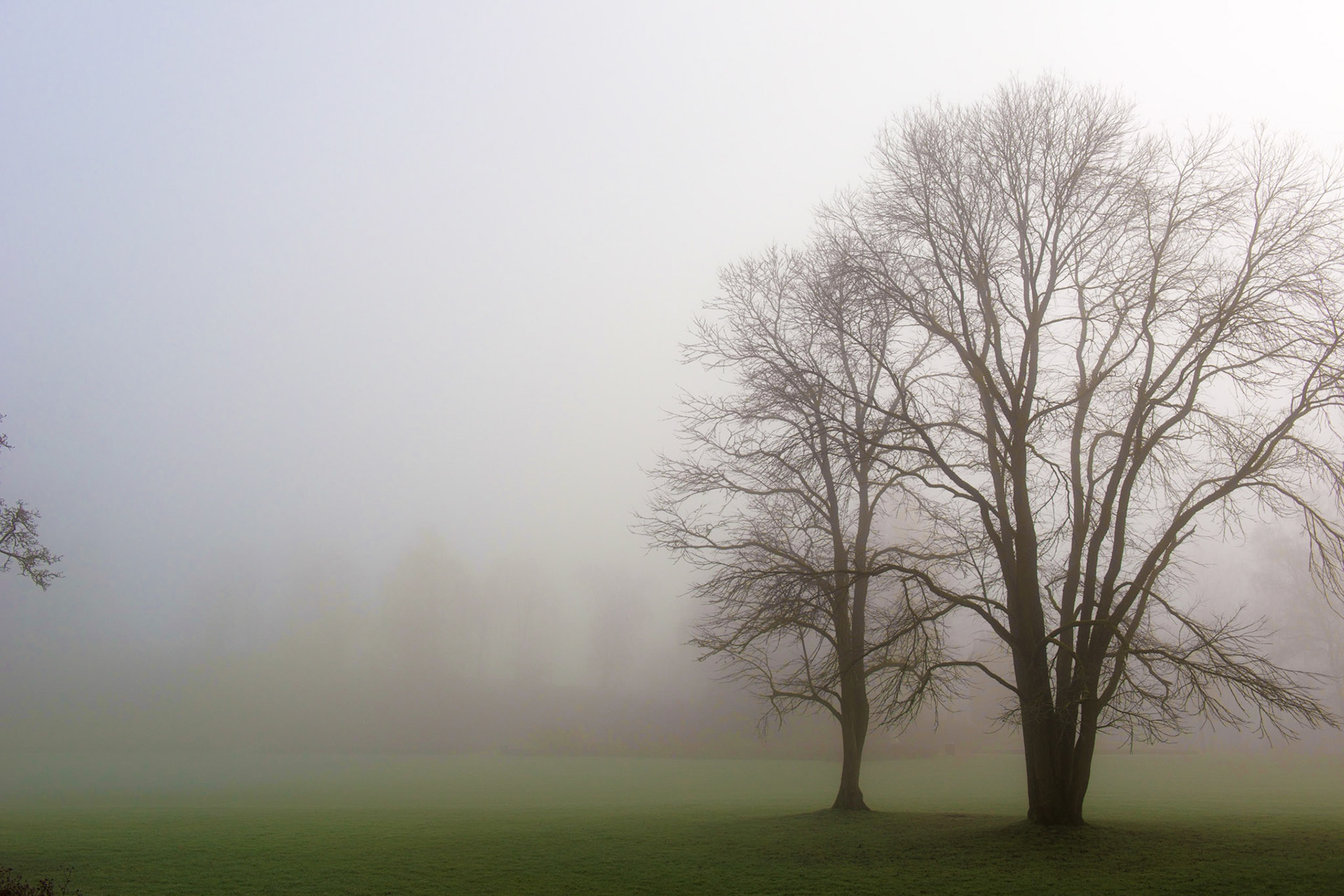 On a foggy morning at Killesberg park