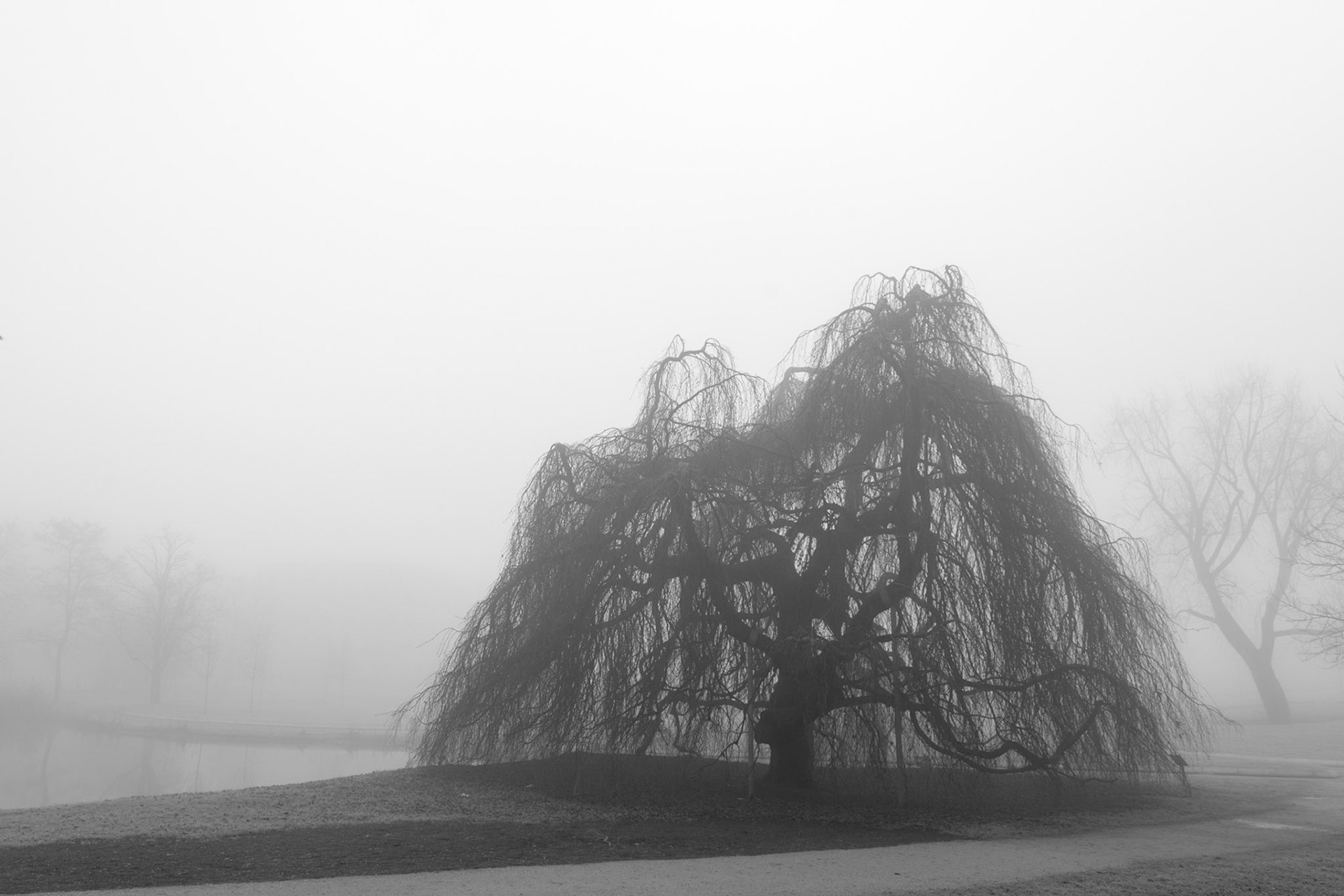 On a foggy morning at Killesberg park