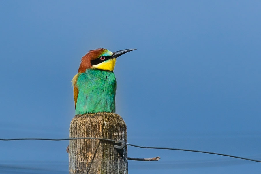 Bienenfresser (Merops apiaster)