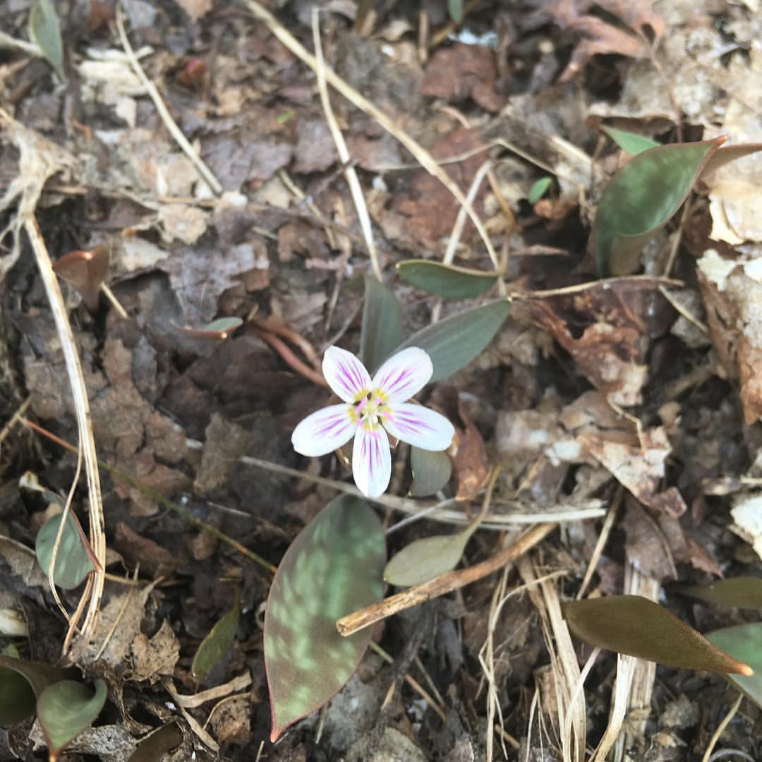 Spring Beauty, AKA Fairy Spud.