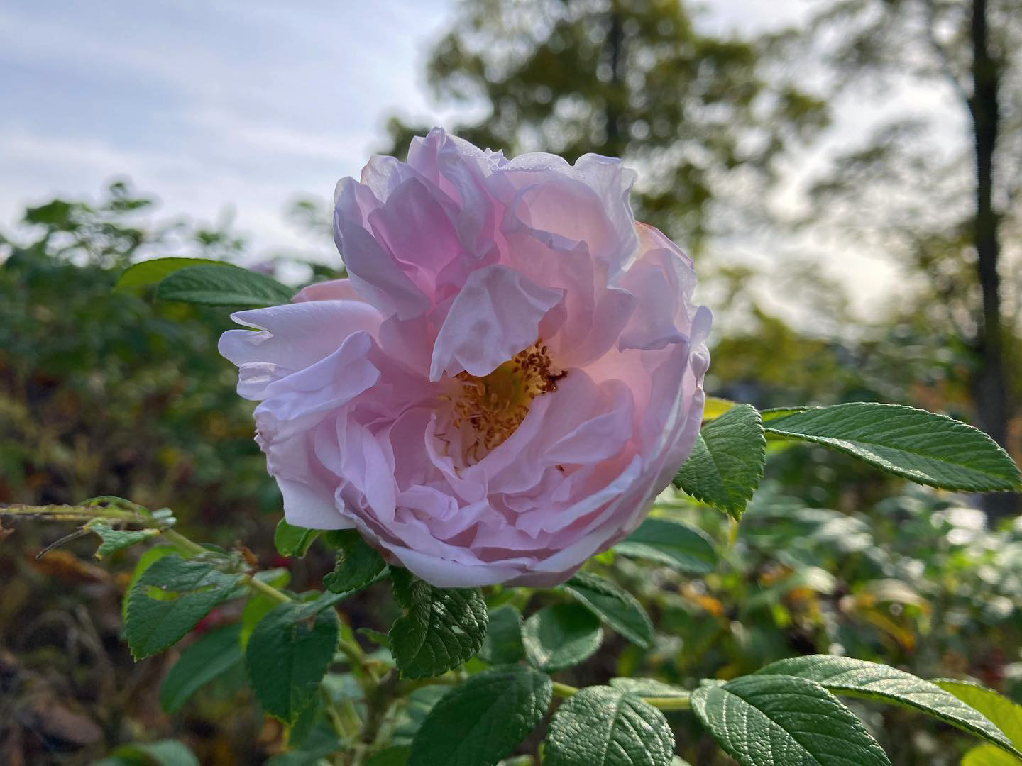 I love roses.