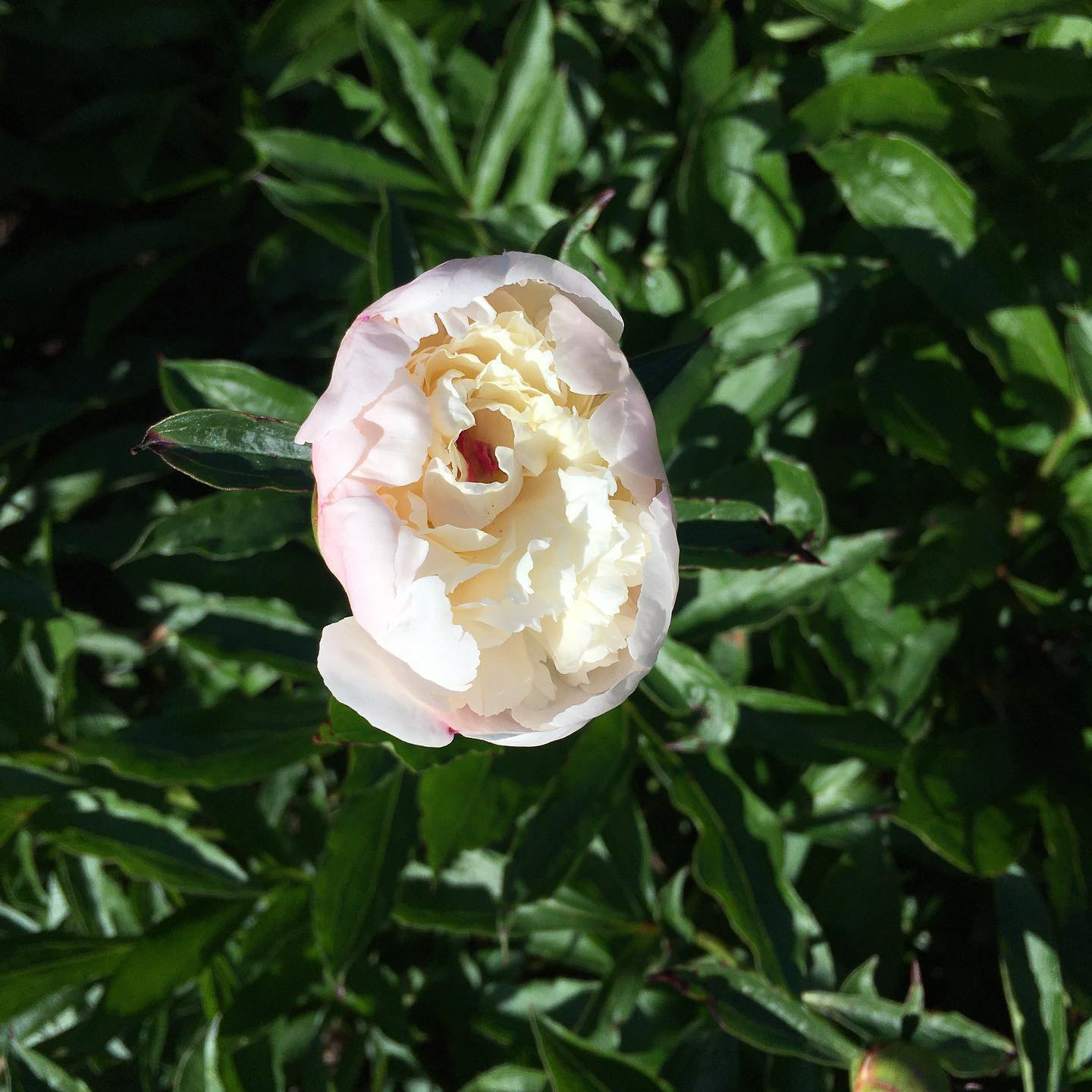 Peonies are pretty grand.
