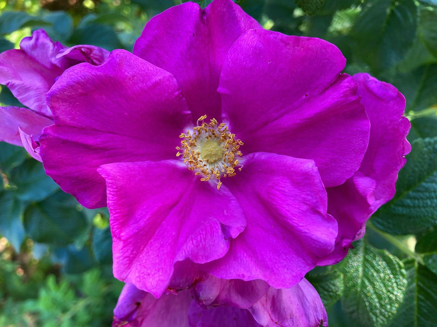 Roses. All day every day.