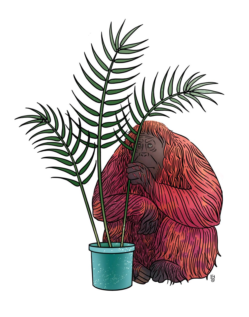 Thousands of commonly used packaged products contain palm oil (and its many derivatives). Deforestation due to the creation of palm oil plantations is one of the major factors critically endangering what is left of the orangutans — the gardeners of the rainforests in southeast Asia who share 94% of our genes. The editorial illustration below depicts an orangutan hiding behind a potted palm oil plant, often all that is left after rainforests are demolished.