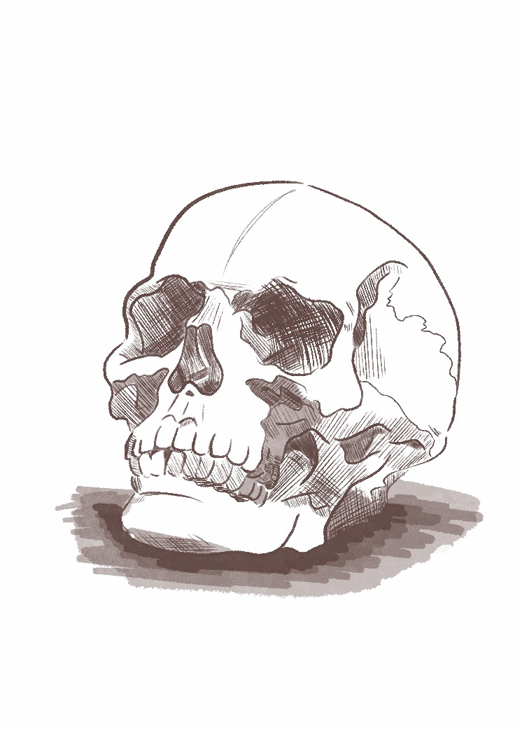 Skull Study