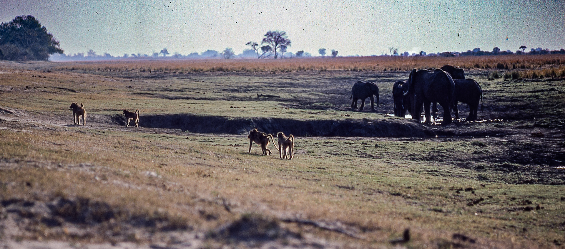 Botswana - Wildlife