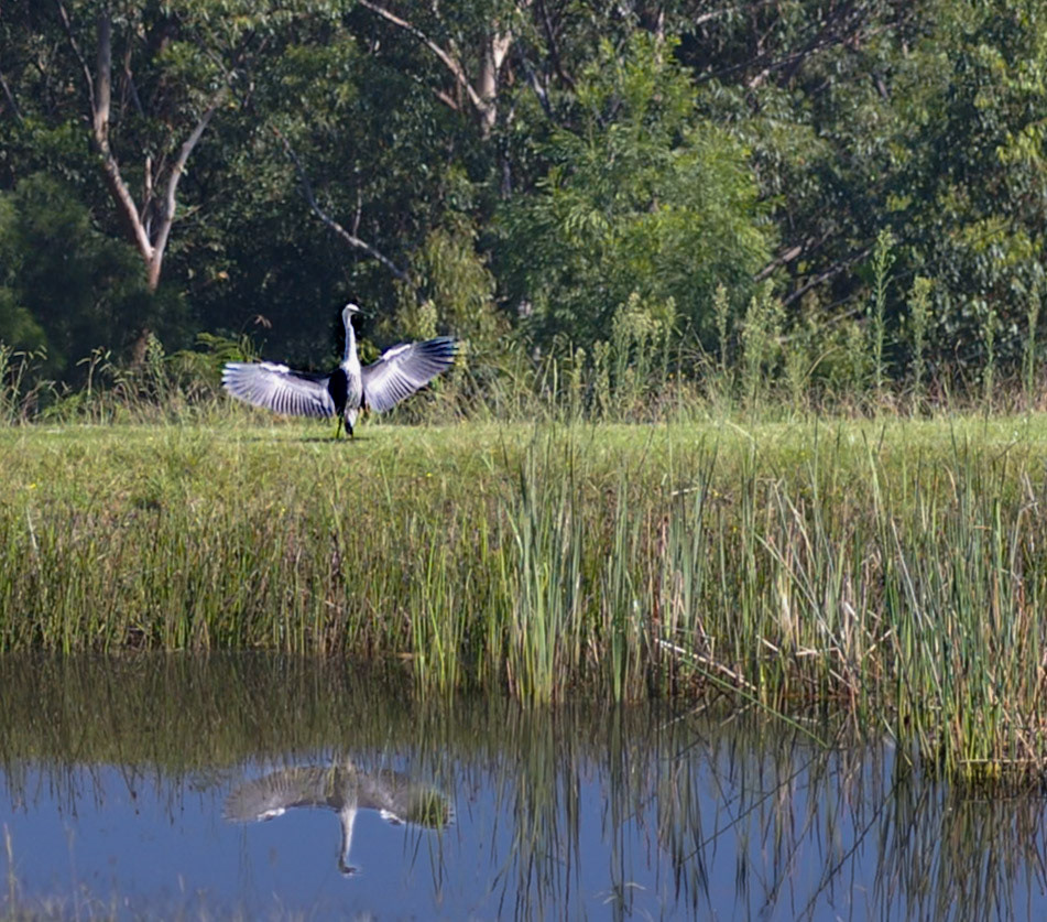 Grey Heron