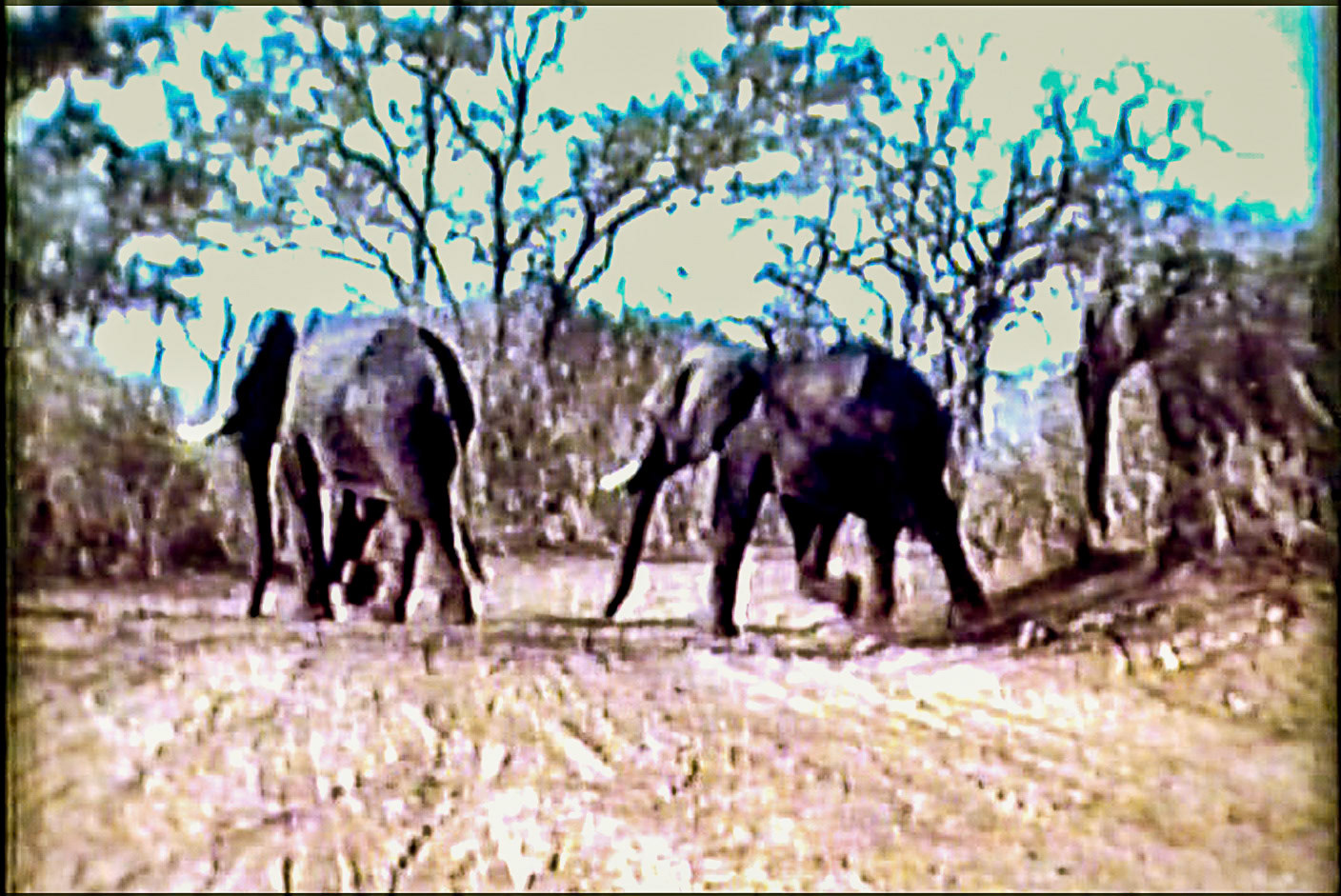 Elephant Crossing - Botswana