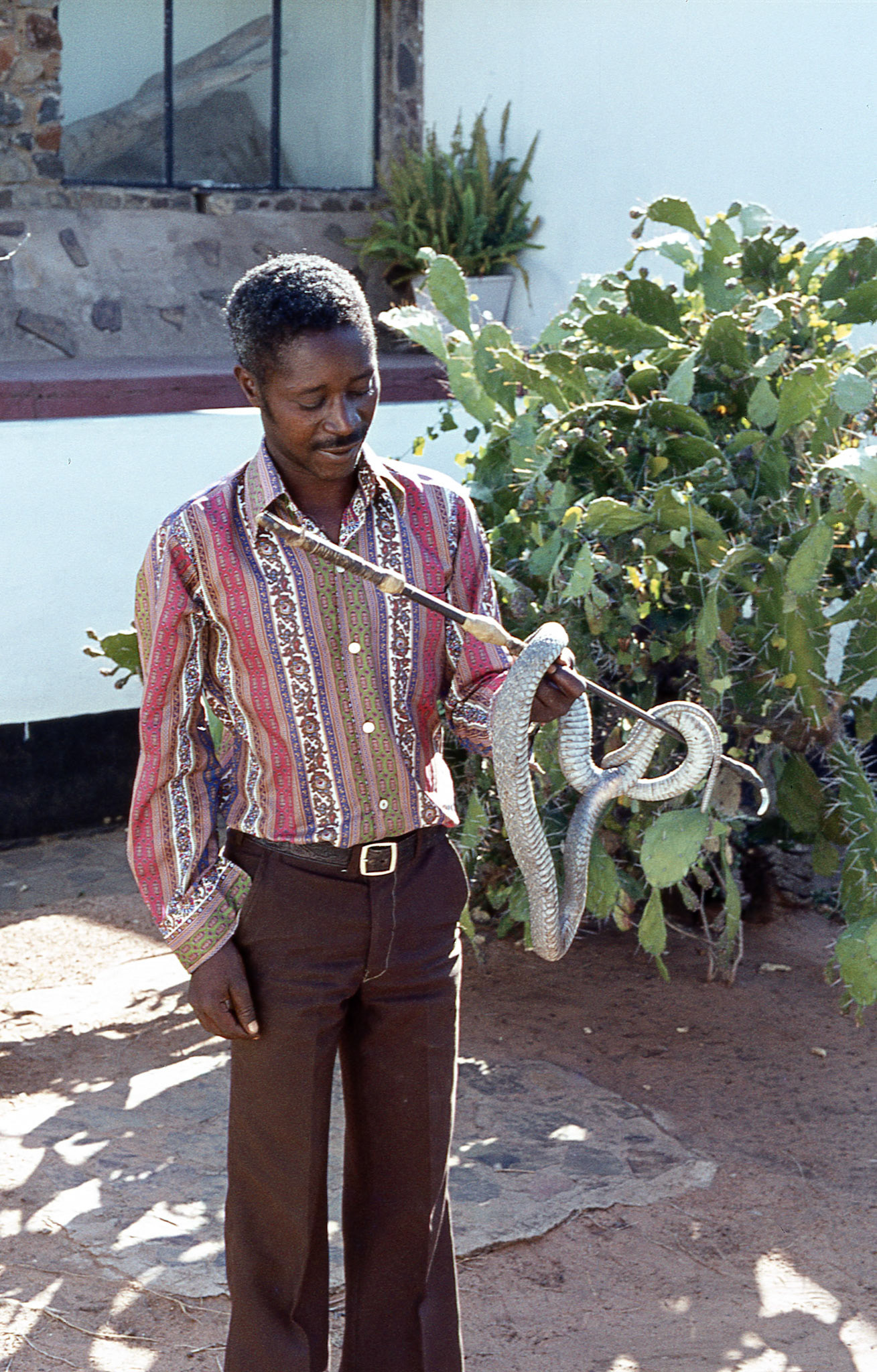 Black Spitting Cobra