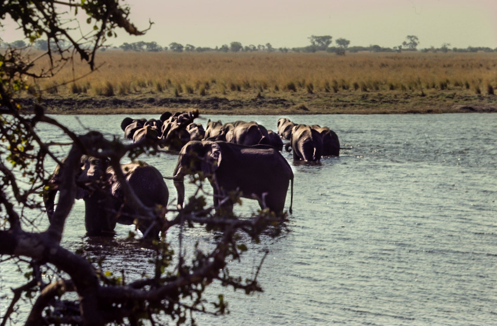 Chobe River Crossing - Botswana