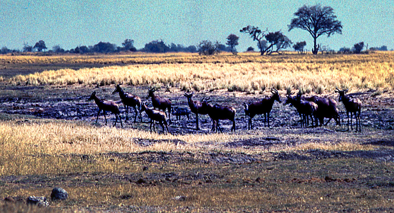 Botswana - Wildlife