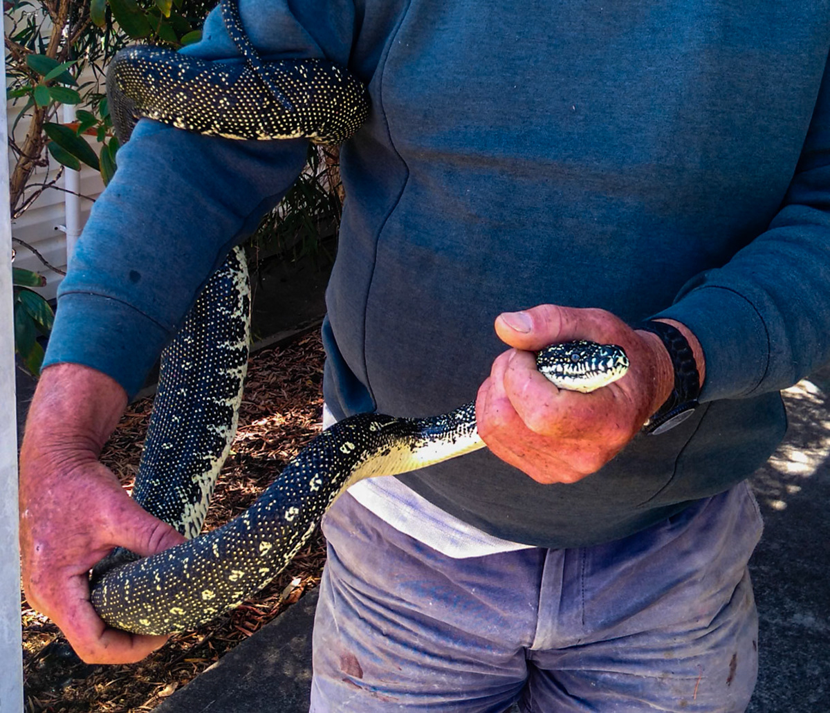Diamond Python Australia