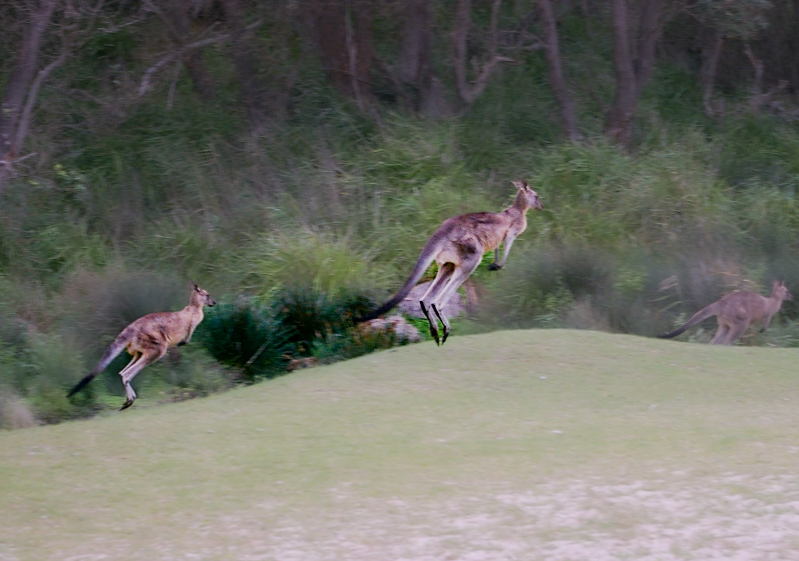 Kangaroo on the hop