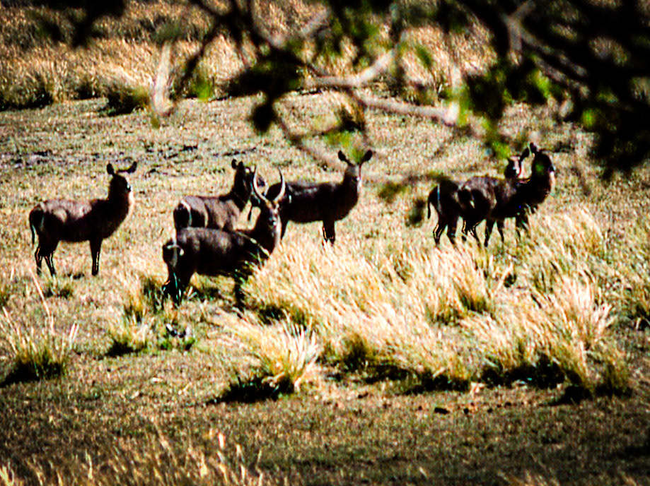 Cape Bushbuck