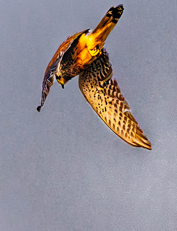 Common Kestrel
