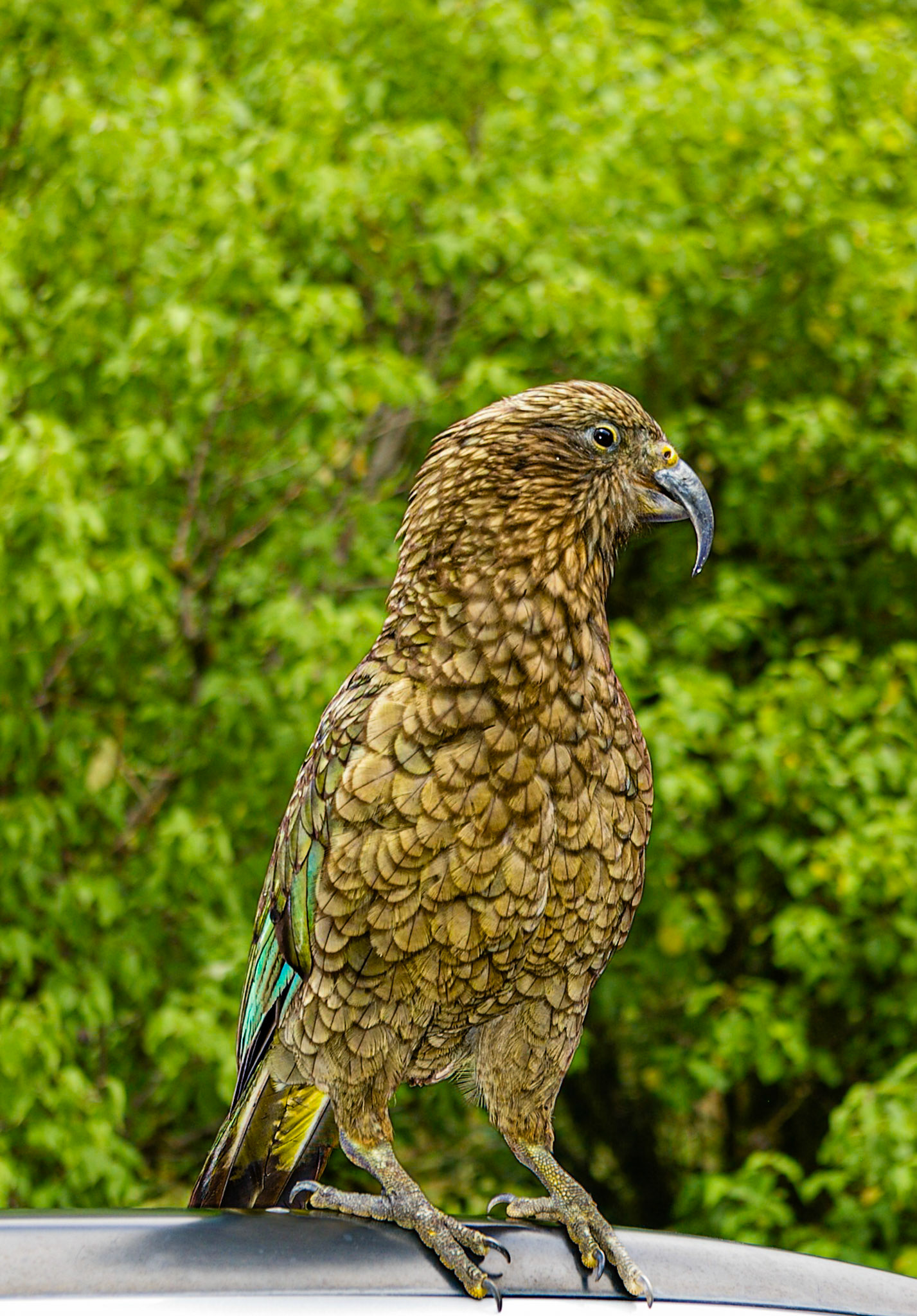 Kea - NZ