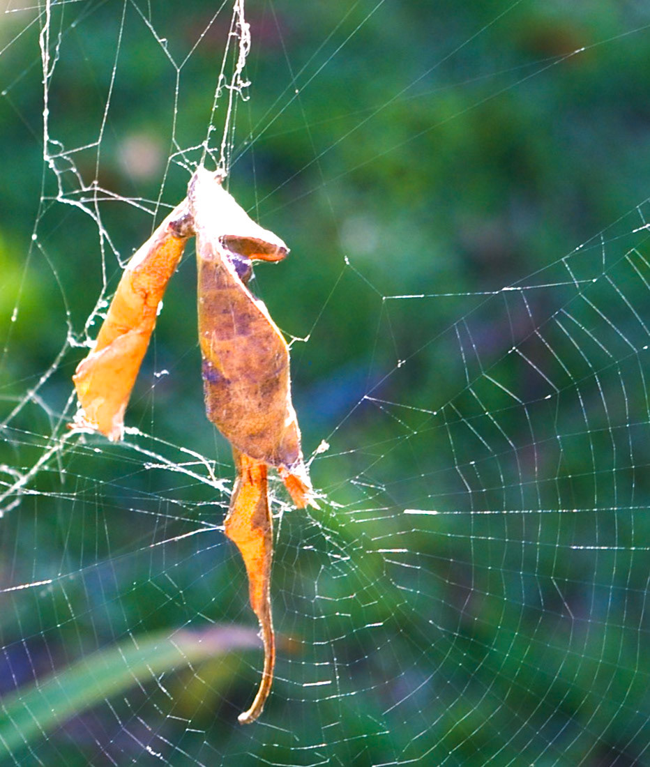 Leaf Spider Australia