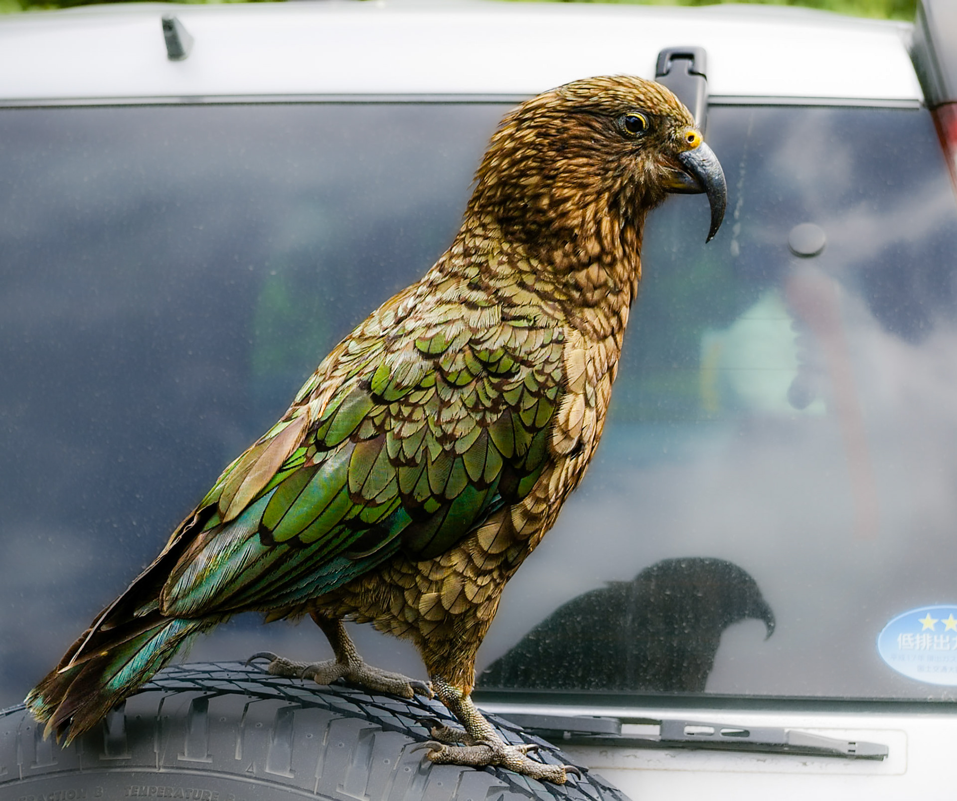 Kea - NZ