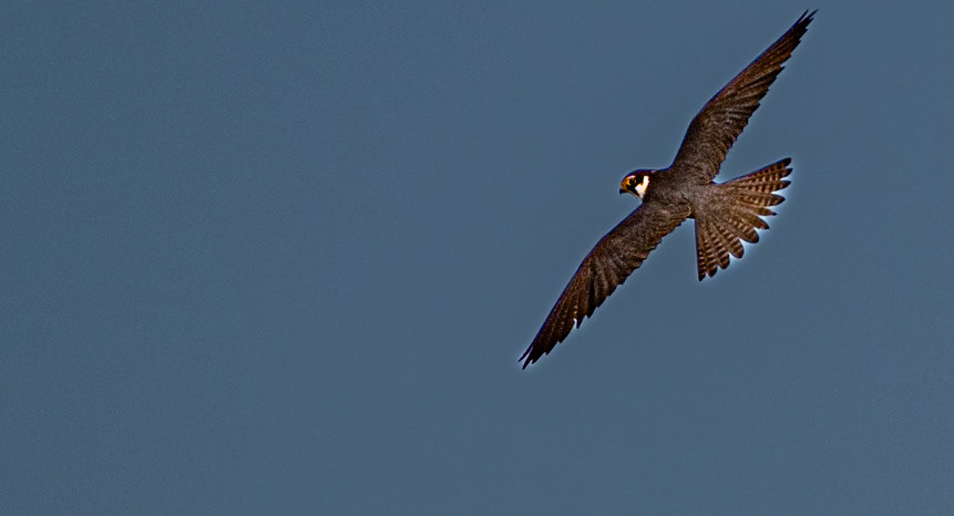 Eurasion Hobby