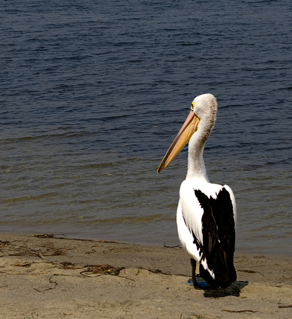 Australian Pelican