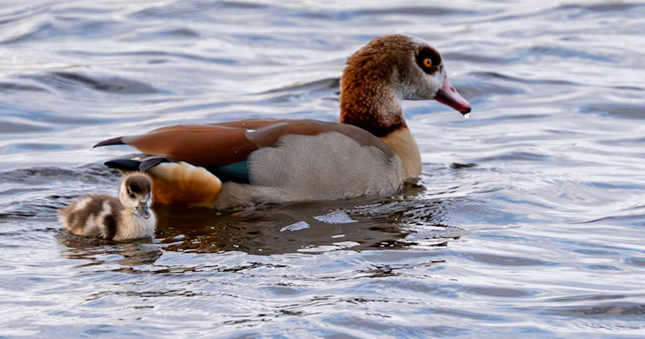 Grecian Duck