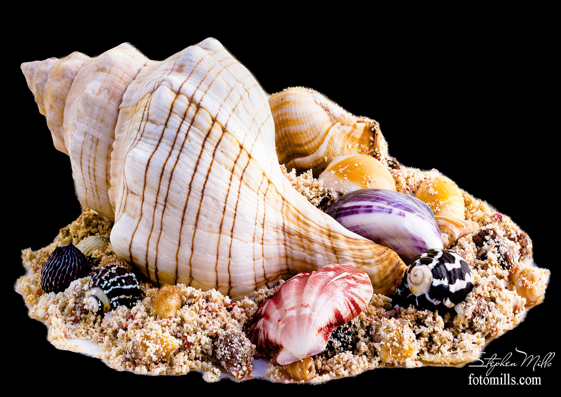 Sea Shells - Bermuda