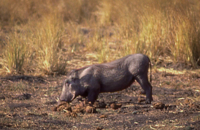 Warthog