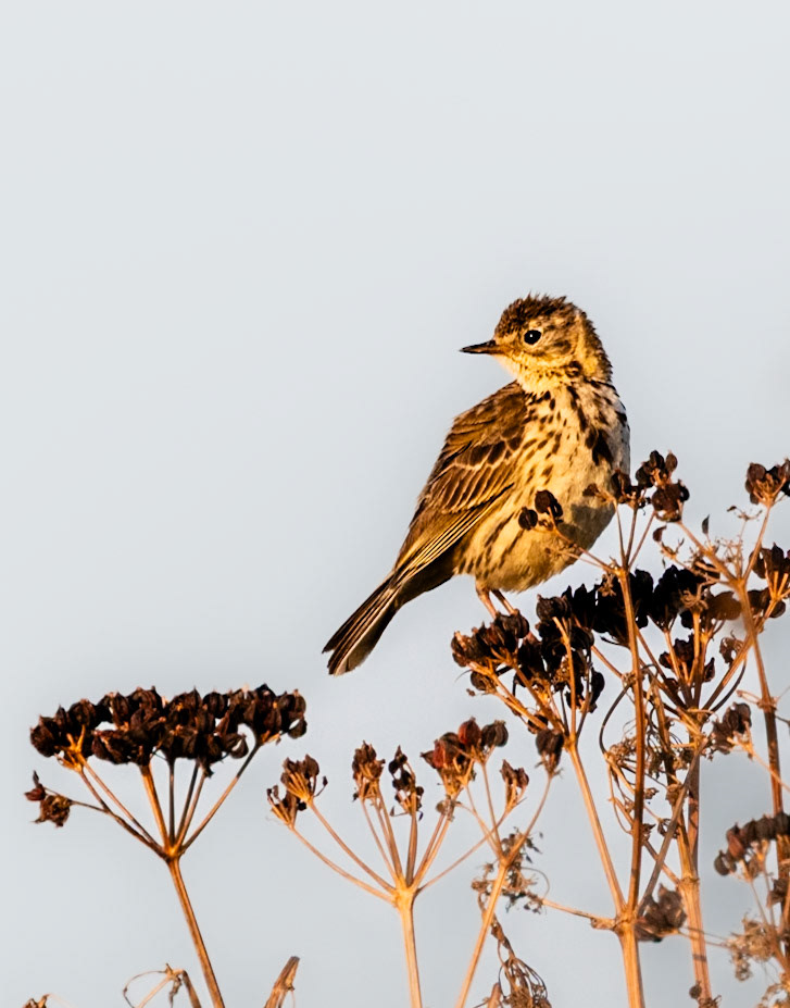 Meadow Pipit