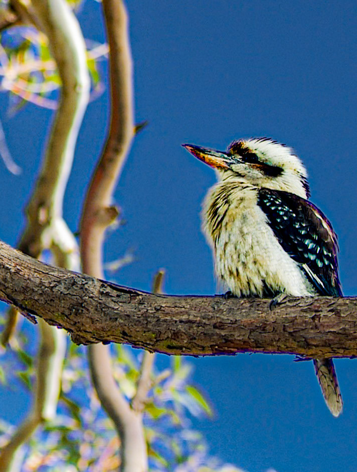Kookaburra