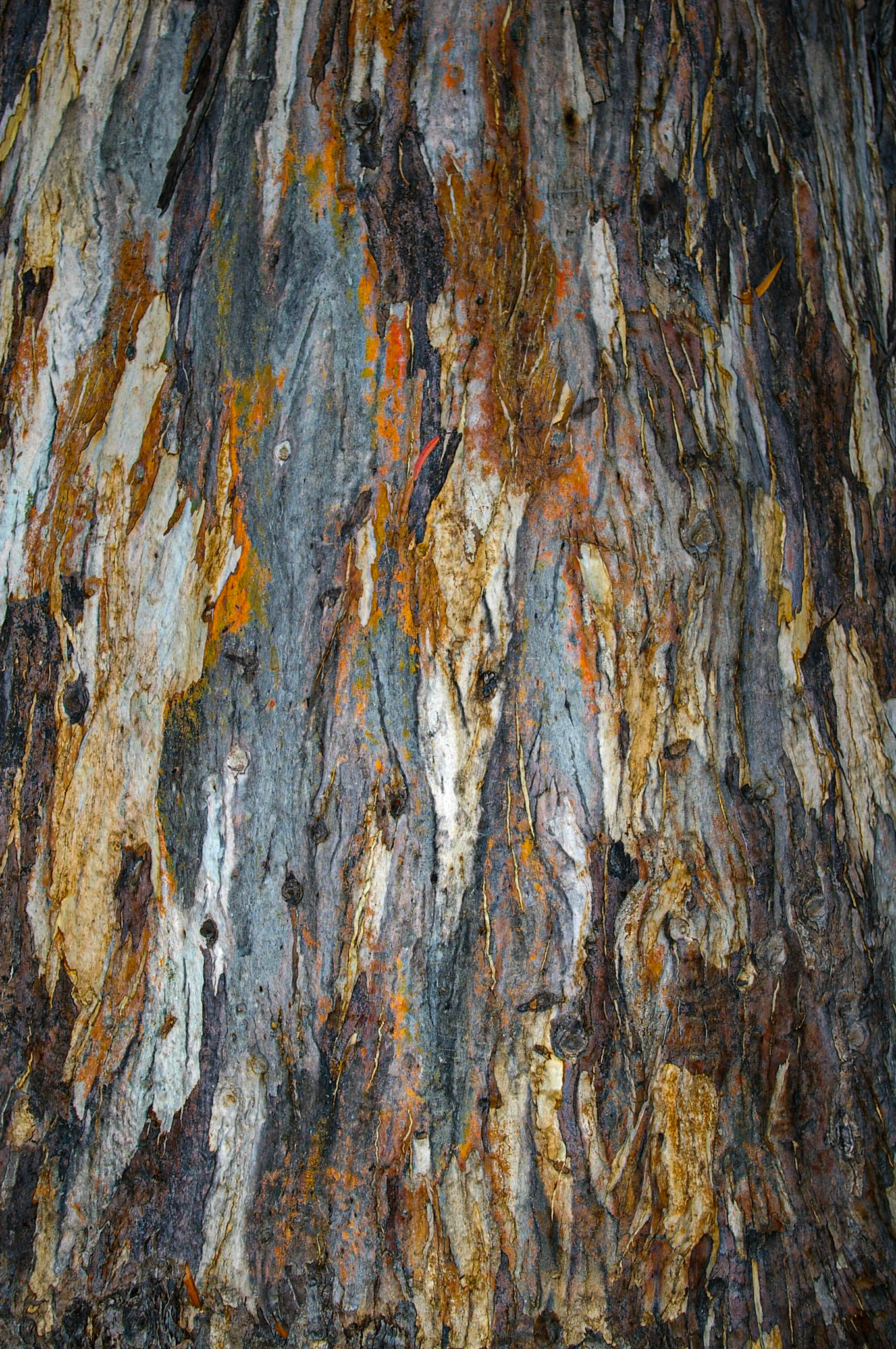 Tree Bark