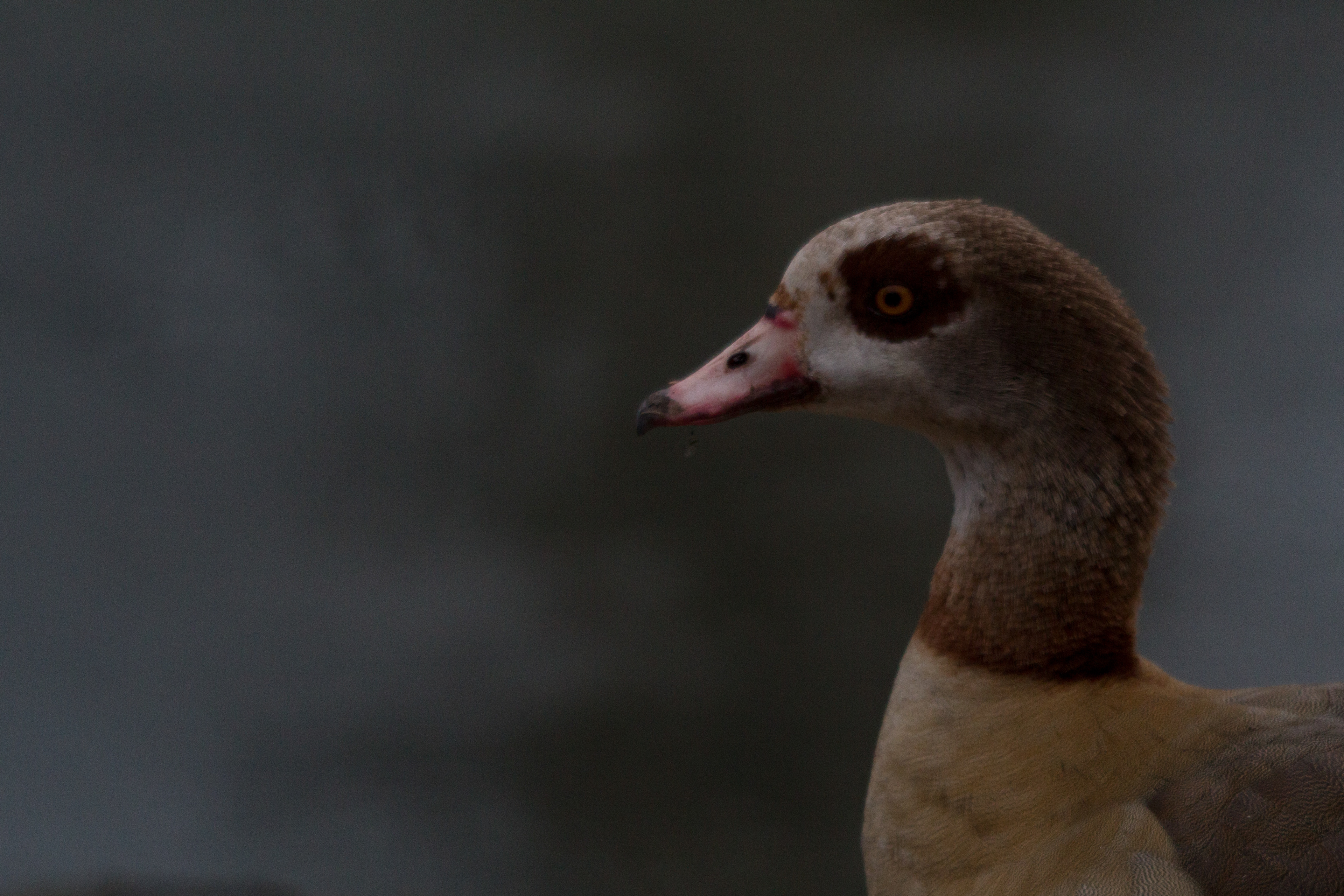 Egyptian Goose - British Waterfowl Association Species account for the  Egyptian Goose, Alopochen aegyptiaca.