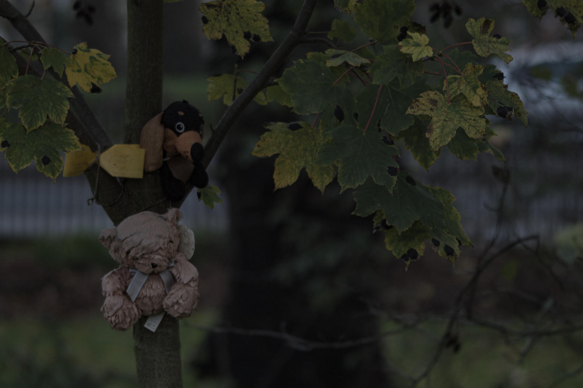 Toys - a telephoto image using rule of thirds to show the age of the lost loved one.