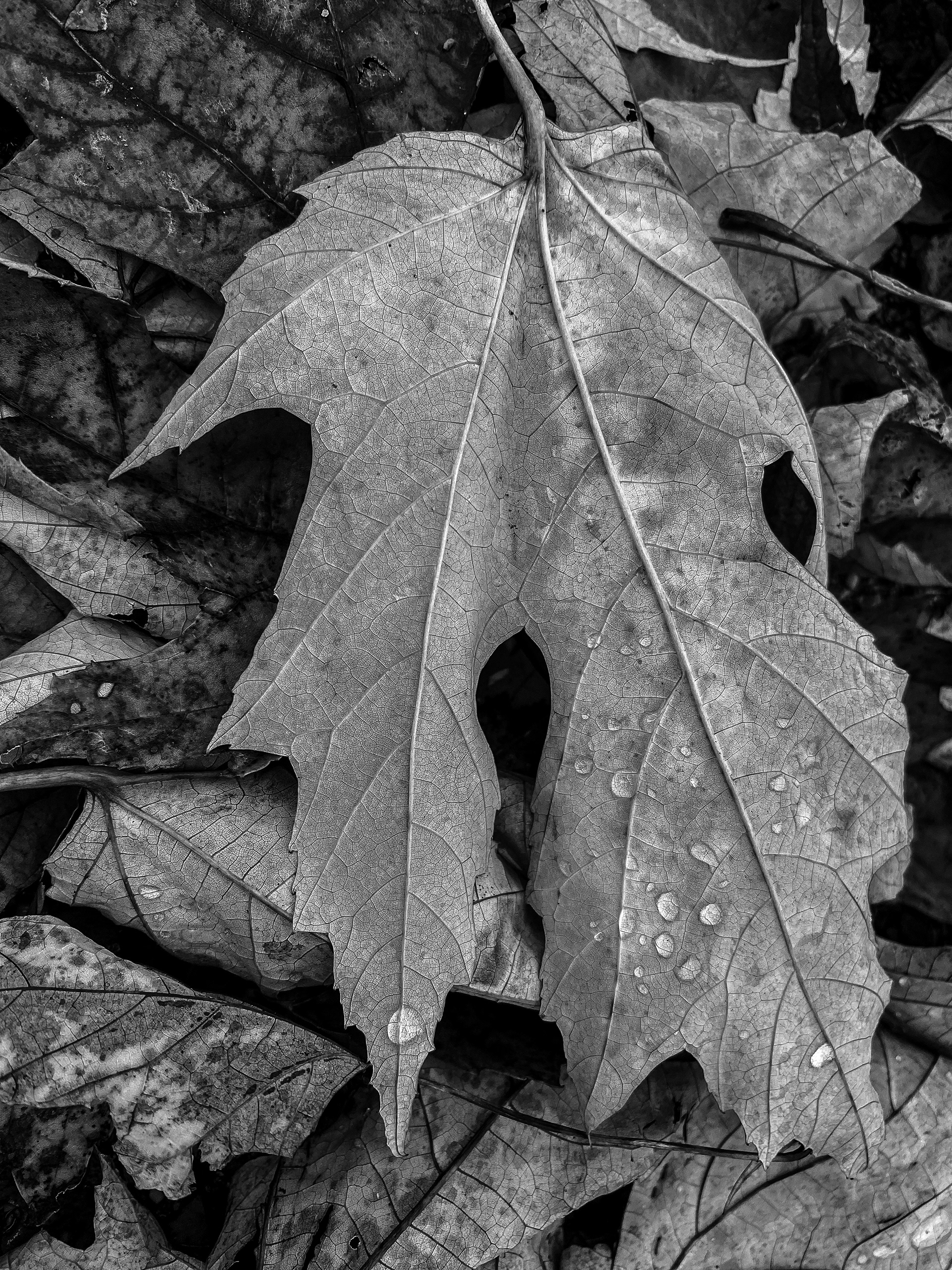 LOVE LEAVES - November 2022 Baltimore, MD