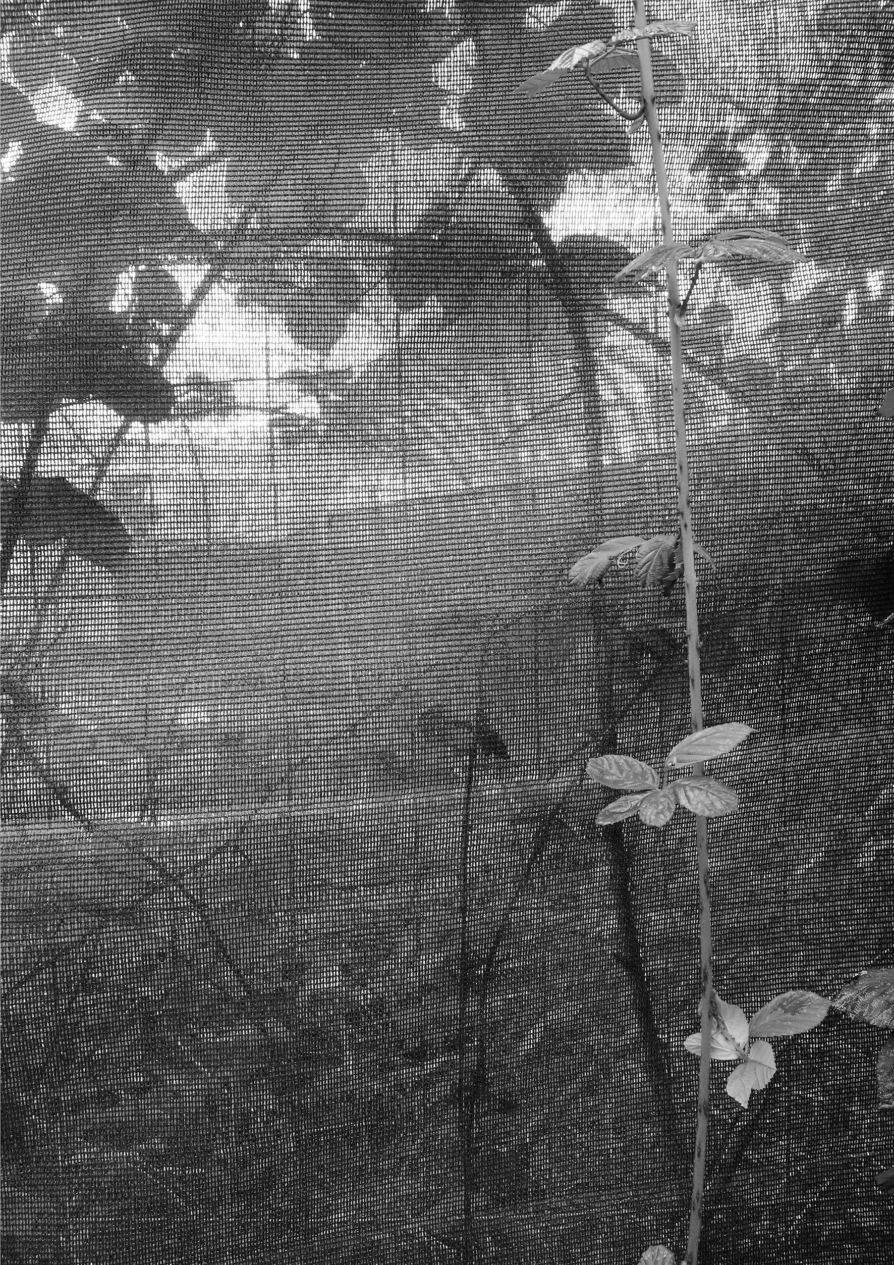 Blackberry, Inkjet Print on Hahnemühle Photo Rag, 29,7 x 42 cm