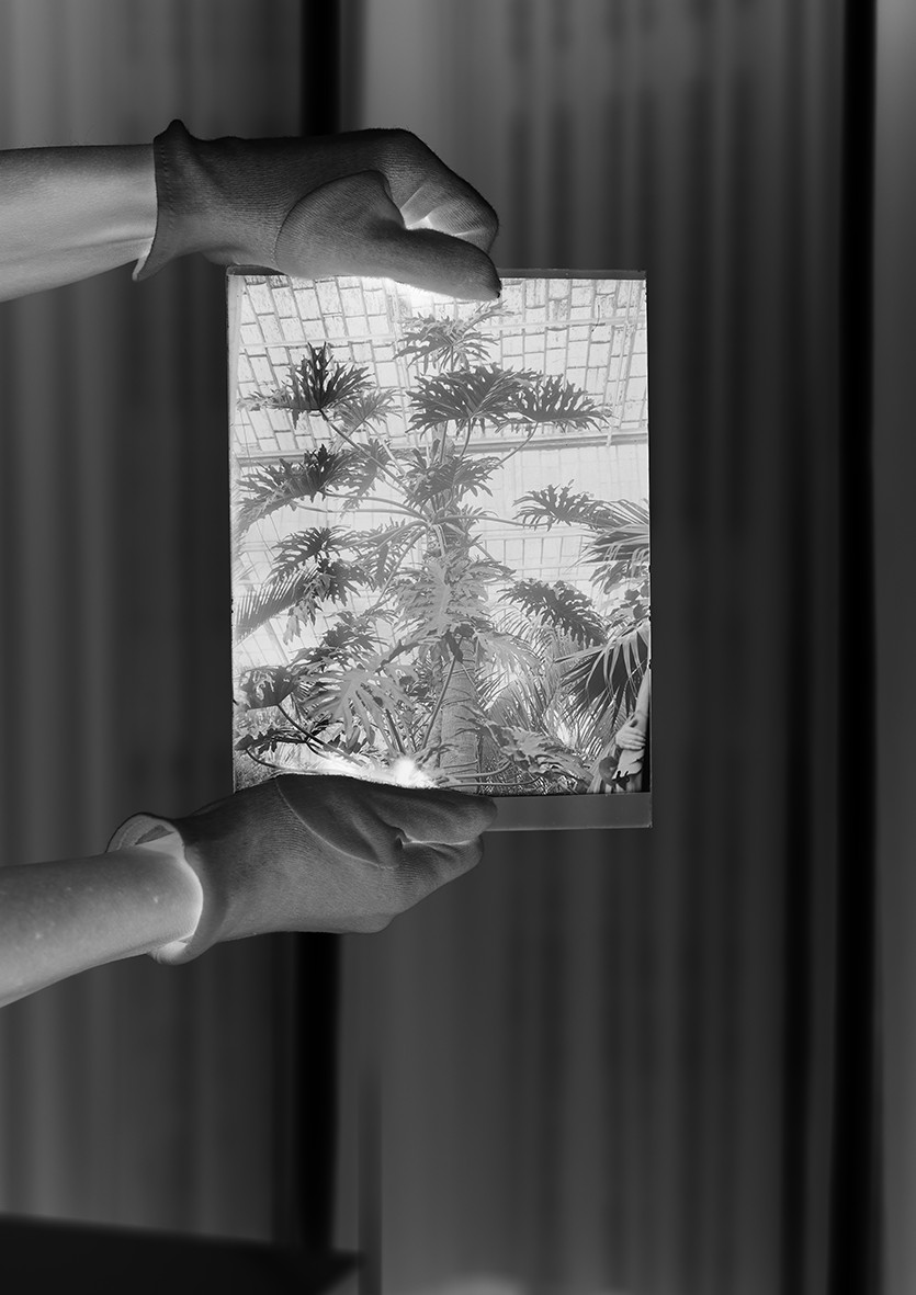 Philodendron Sellum, Inkjet Print on Hahnemühle Photo Rag, 42 x 59,4 cm