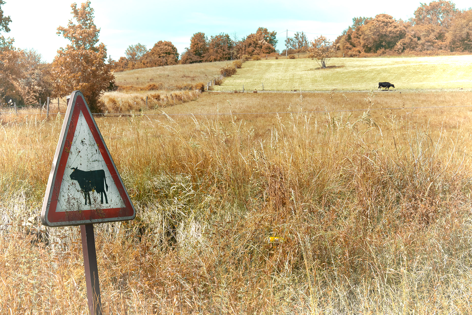 The Black Cow